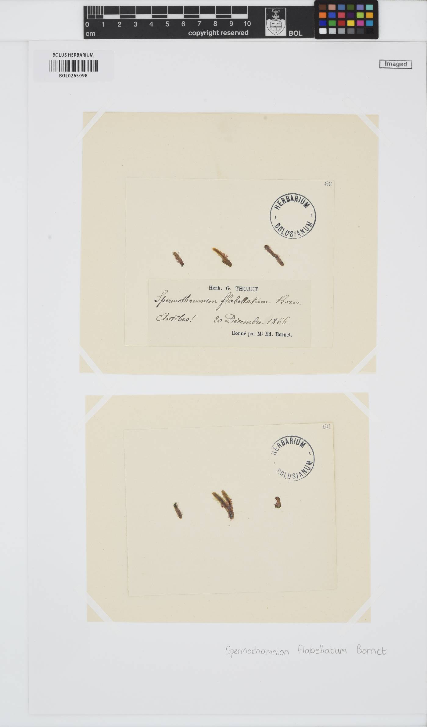 Spermothamnion flabellatum image