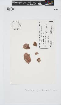 Sonderophycus capensis image
