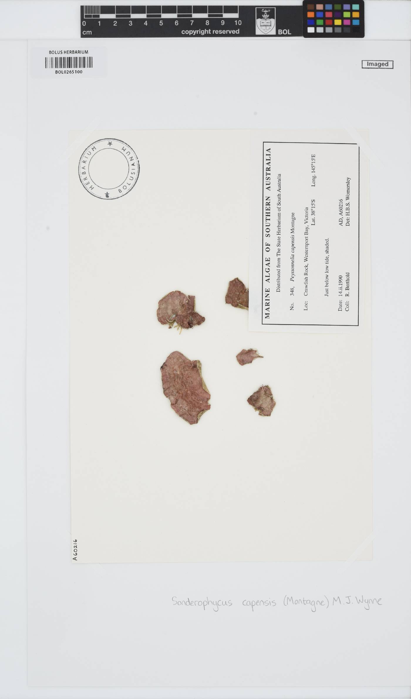 Peyssonneliaceae image
