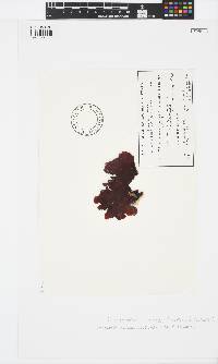 Image of Sonderophycus coriaceus