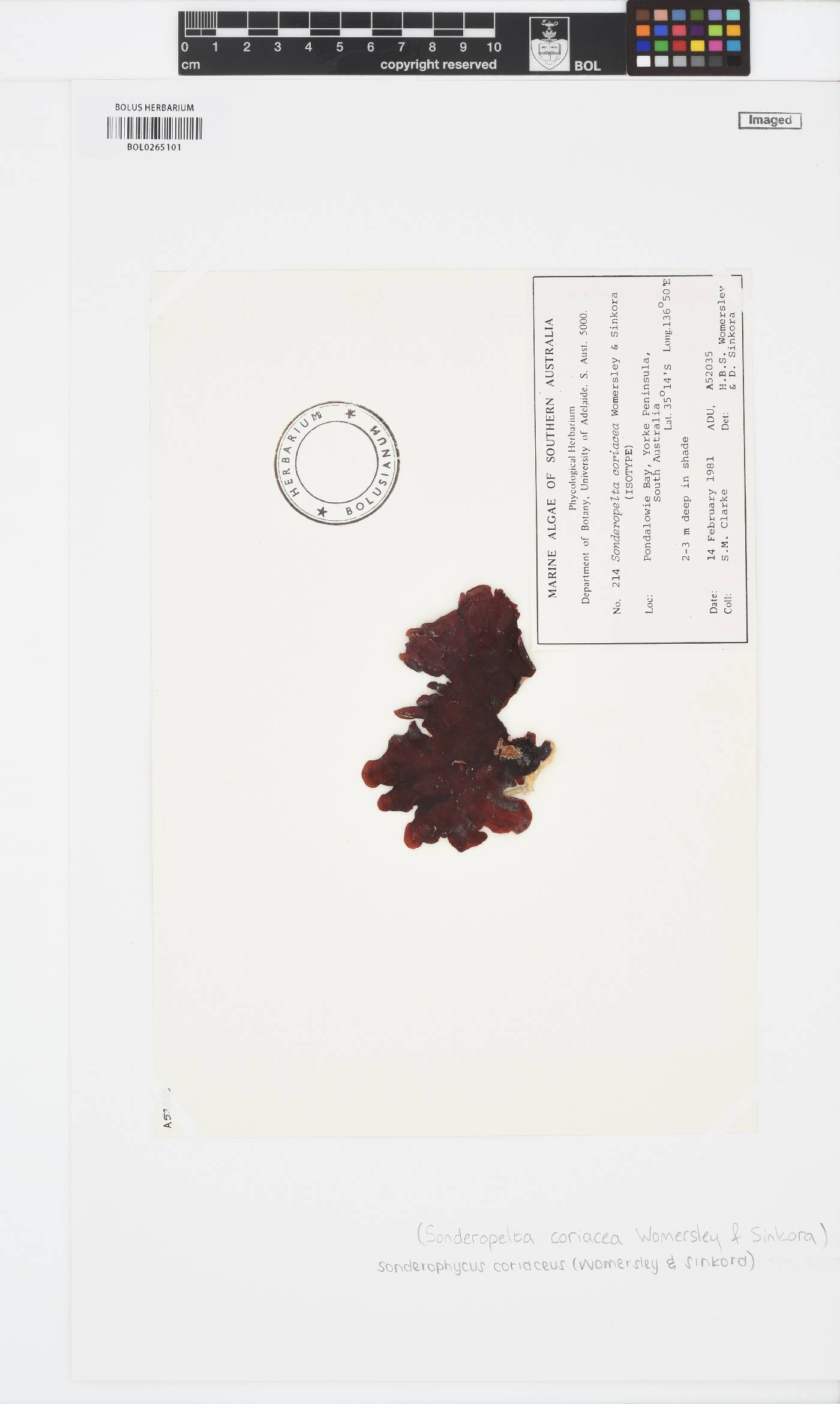 Sonderophycus coriaceus image