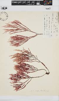 Solieria robusta image