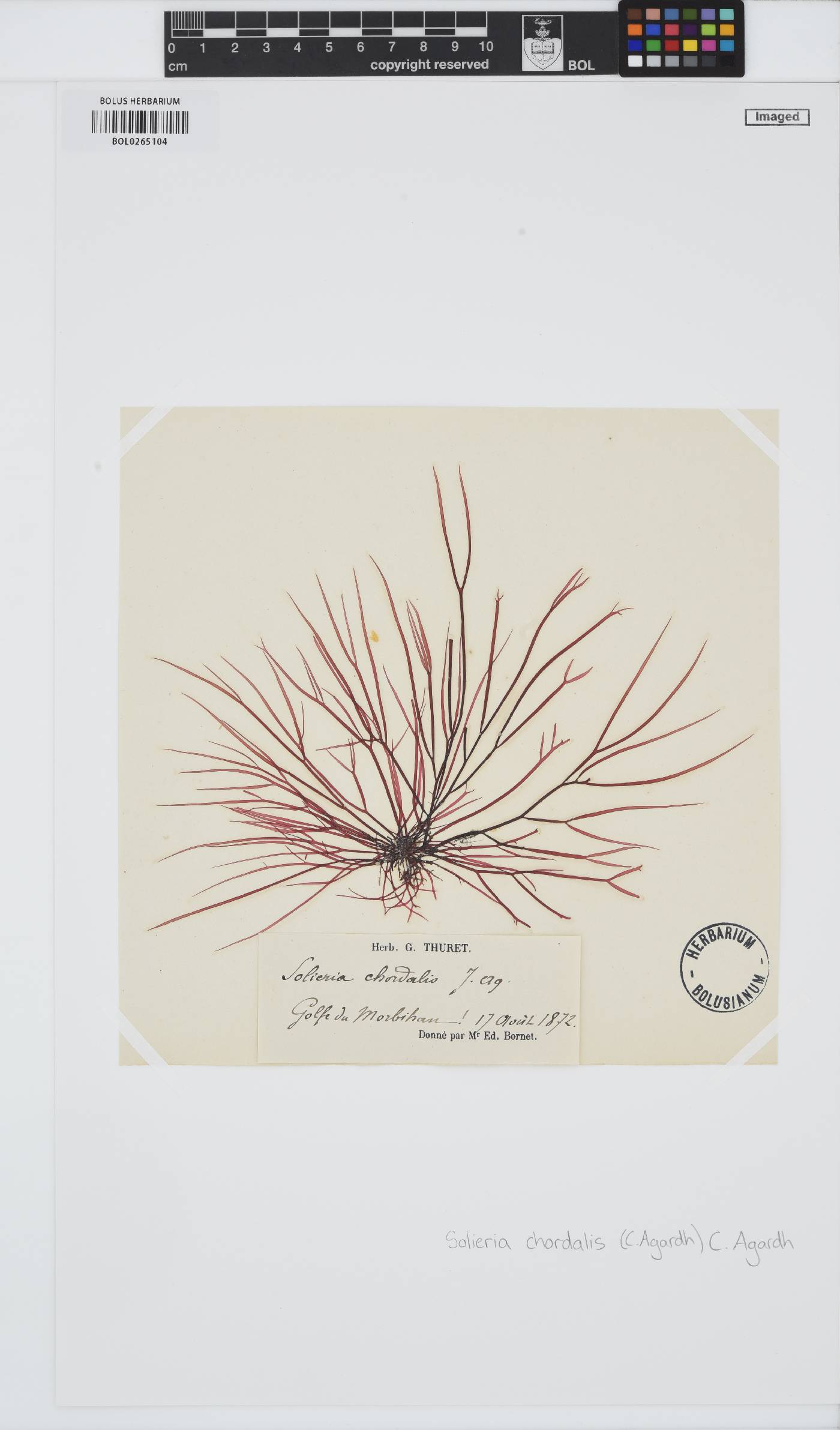 Solieria chordalis image
