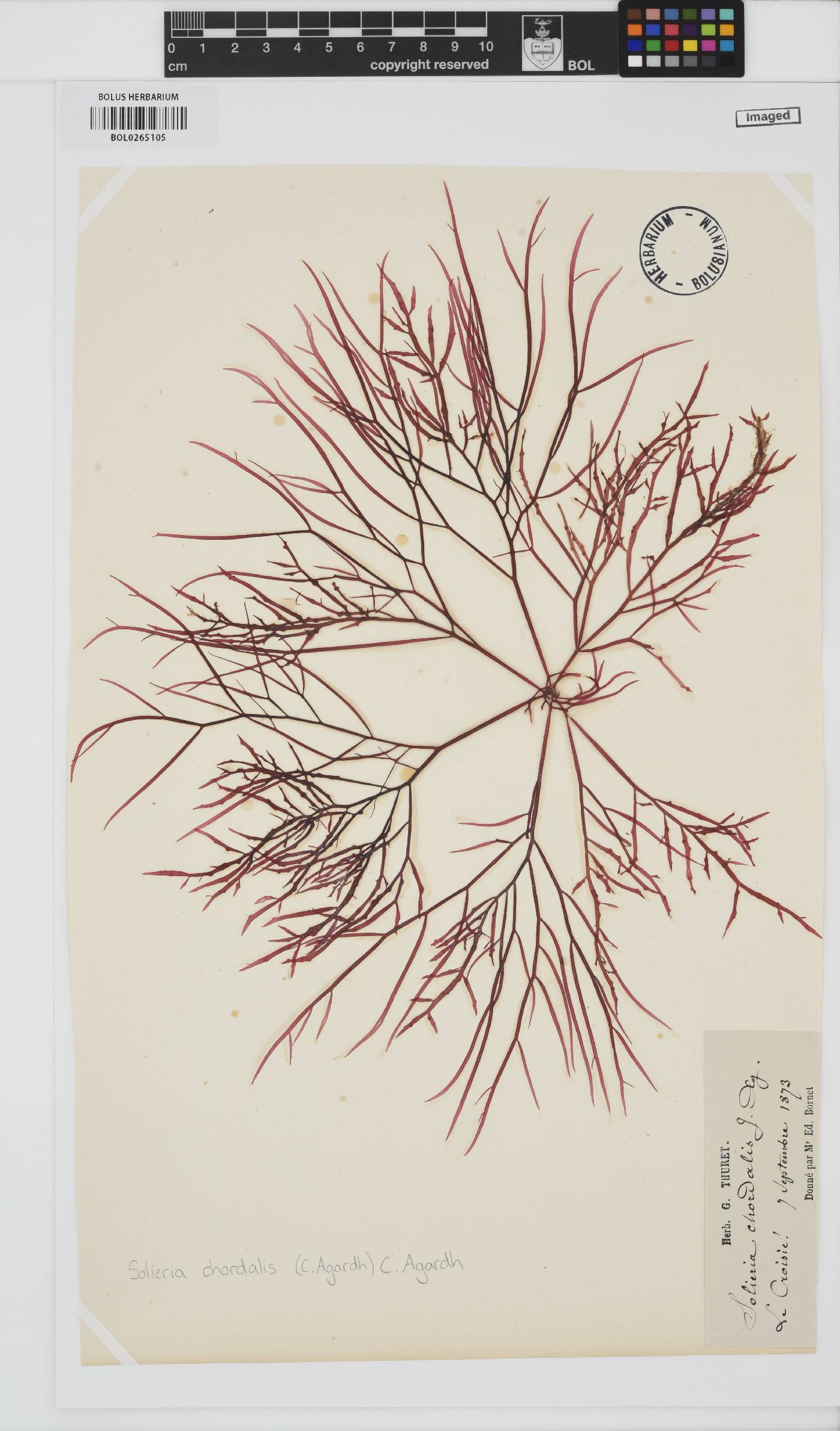 Solieria chordalis image