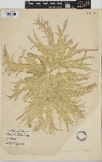Image of Trichogloea lubrica