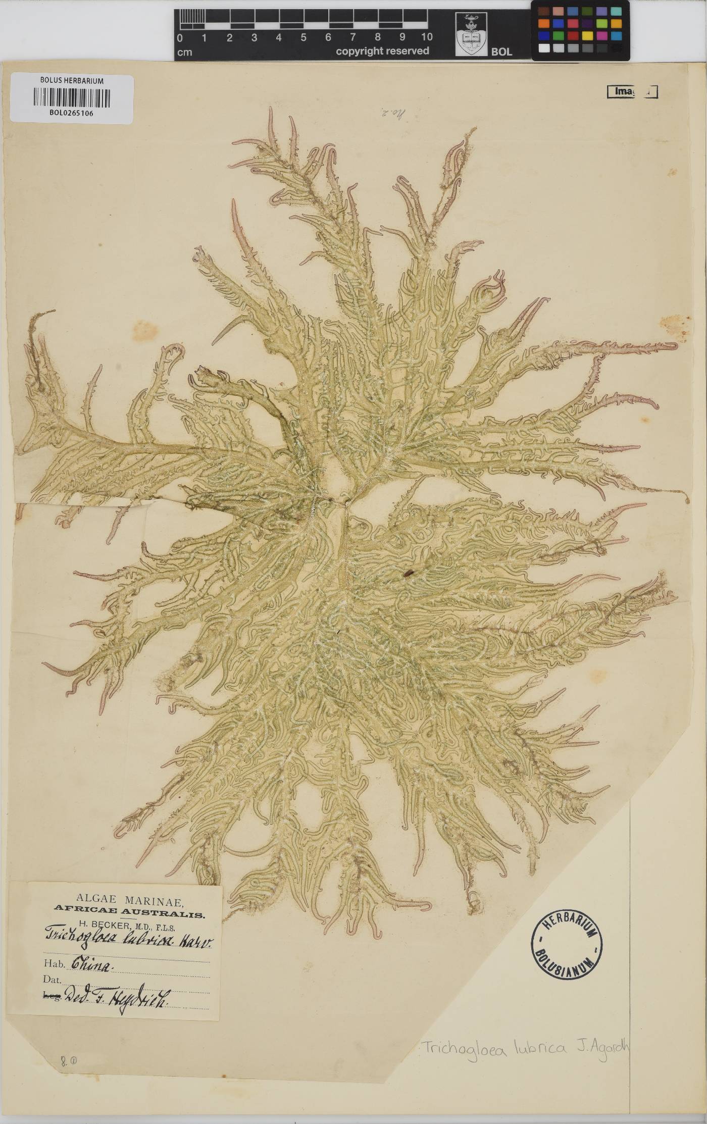 Trichogloea lubrica image