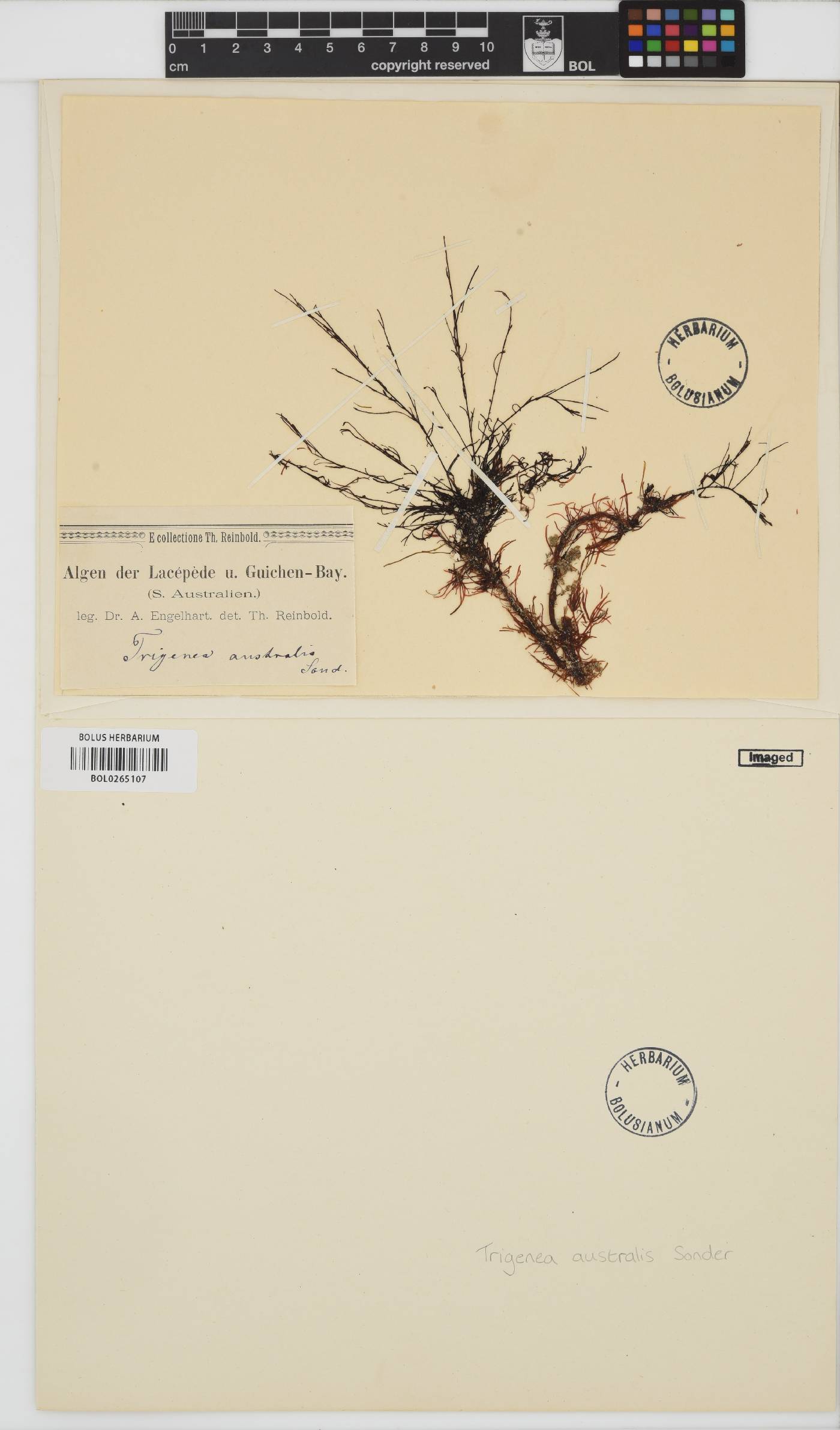 Heterocladia caudata image