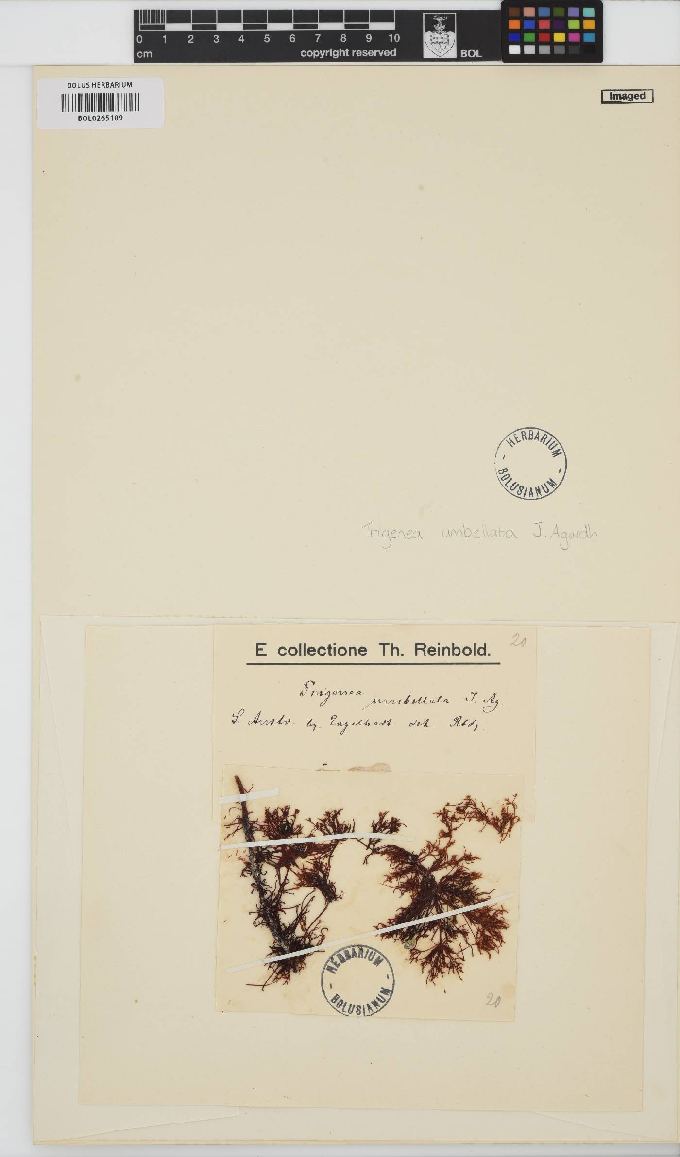 Heterocladia umbellifera image