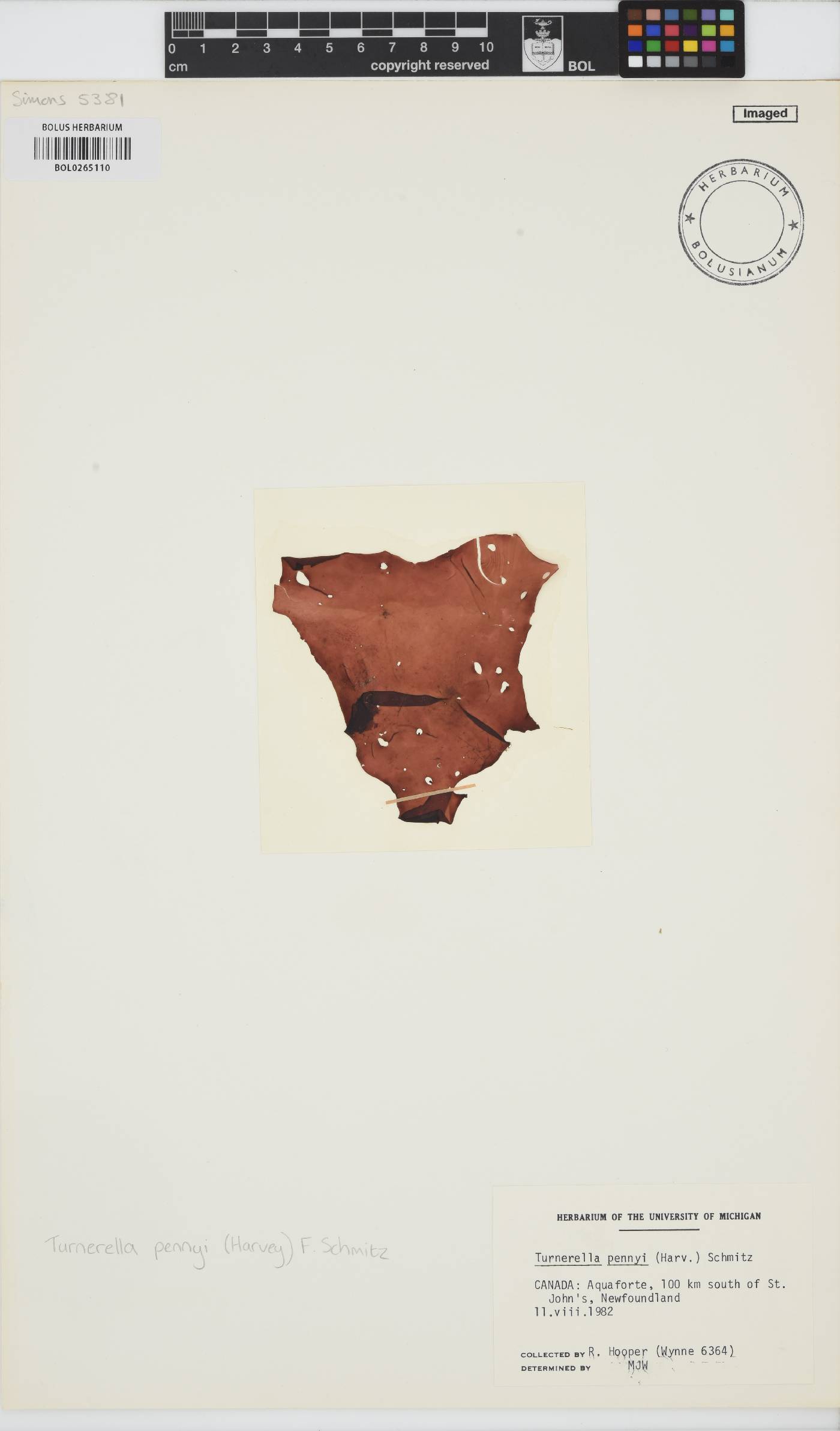 Turnerella pennyi image