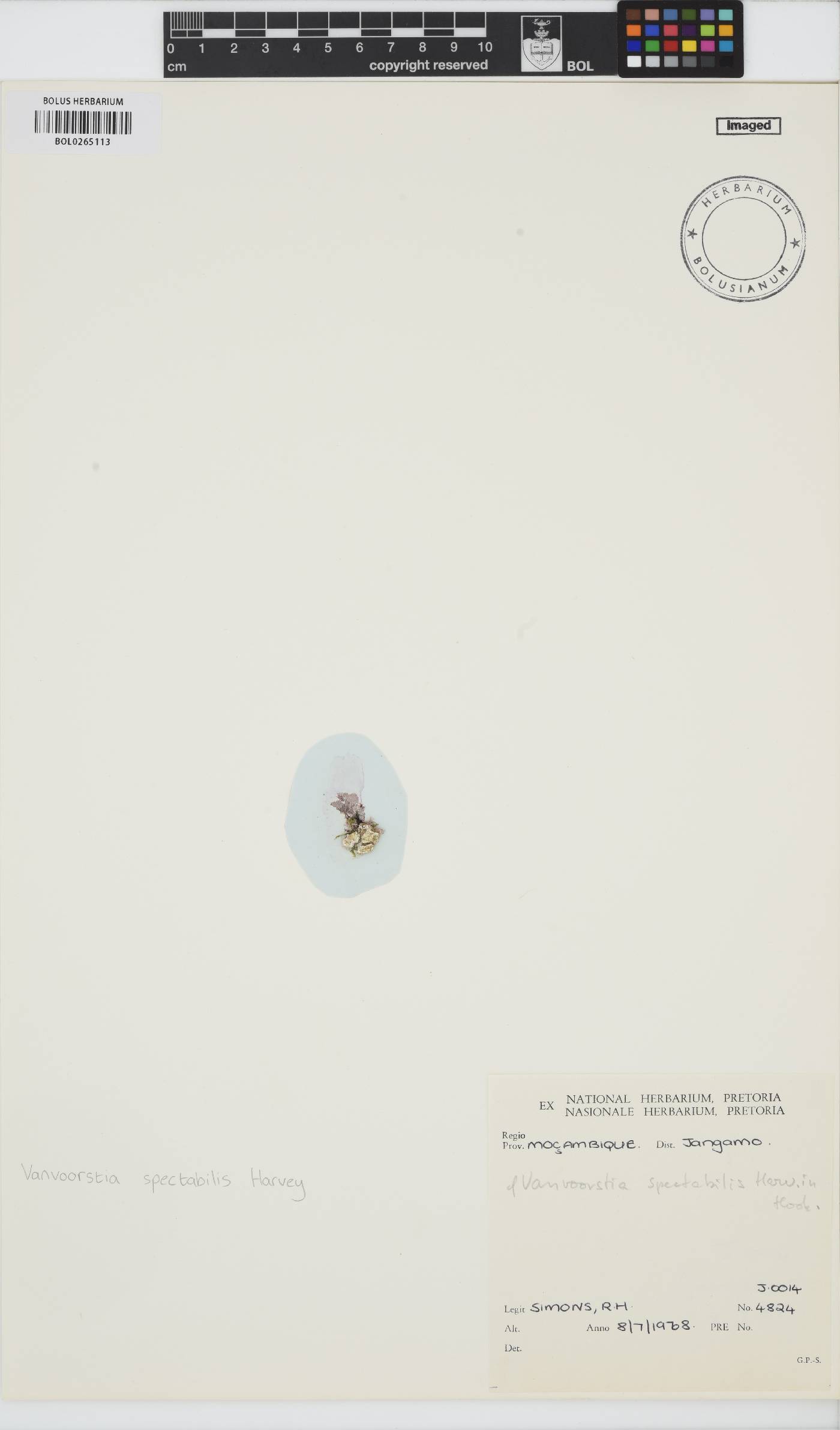 Vanvoorstia spectabilis image