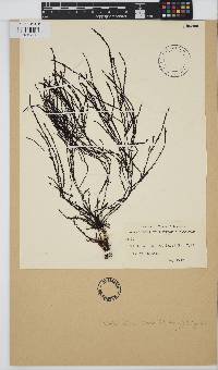 Image of Vidalia colensoi