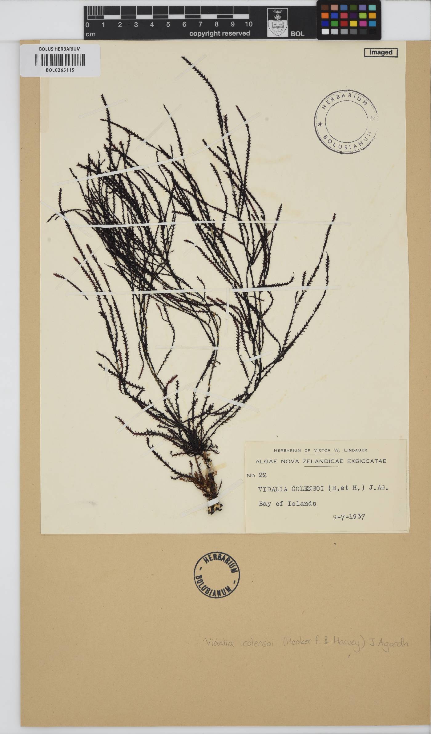 Vidalia colensoi image