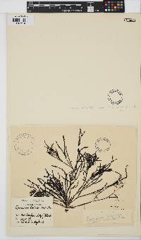 Vidalia colensoi image