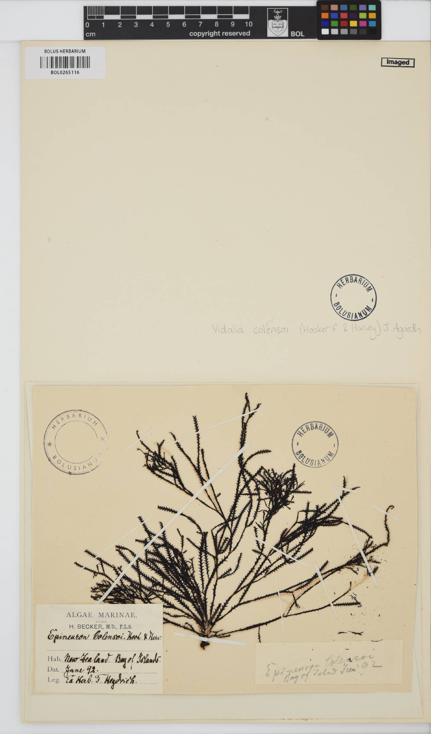 Vidalia image