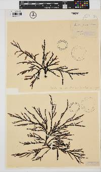 Image of Vidalia spiralis
