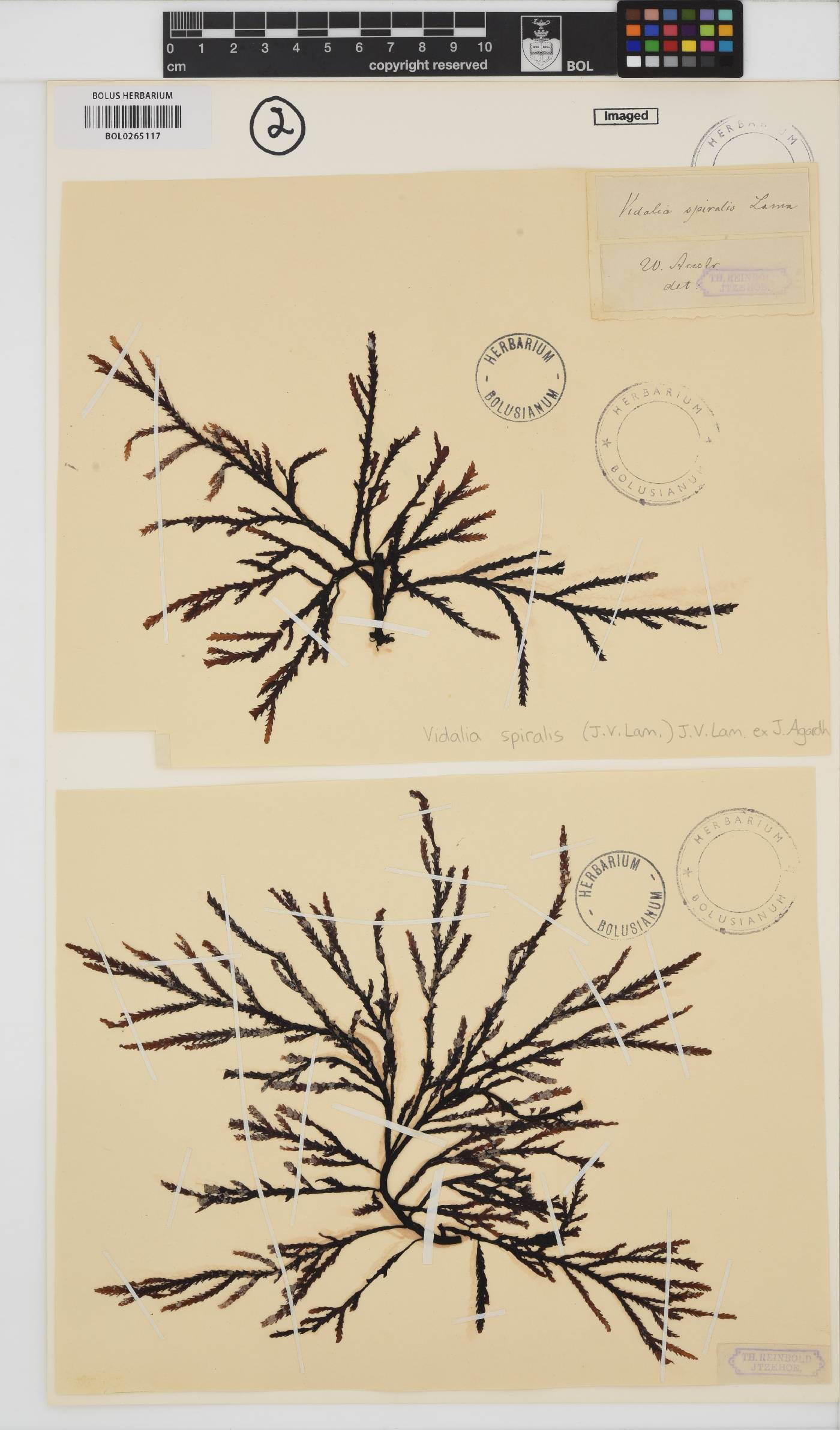 Vidalia spiralis image