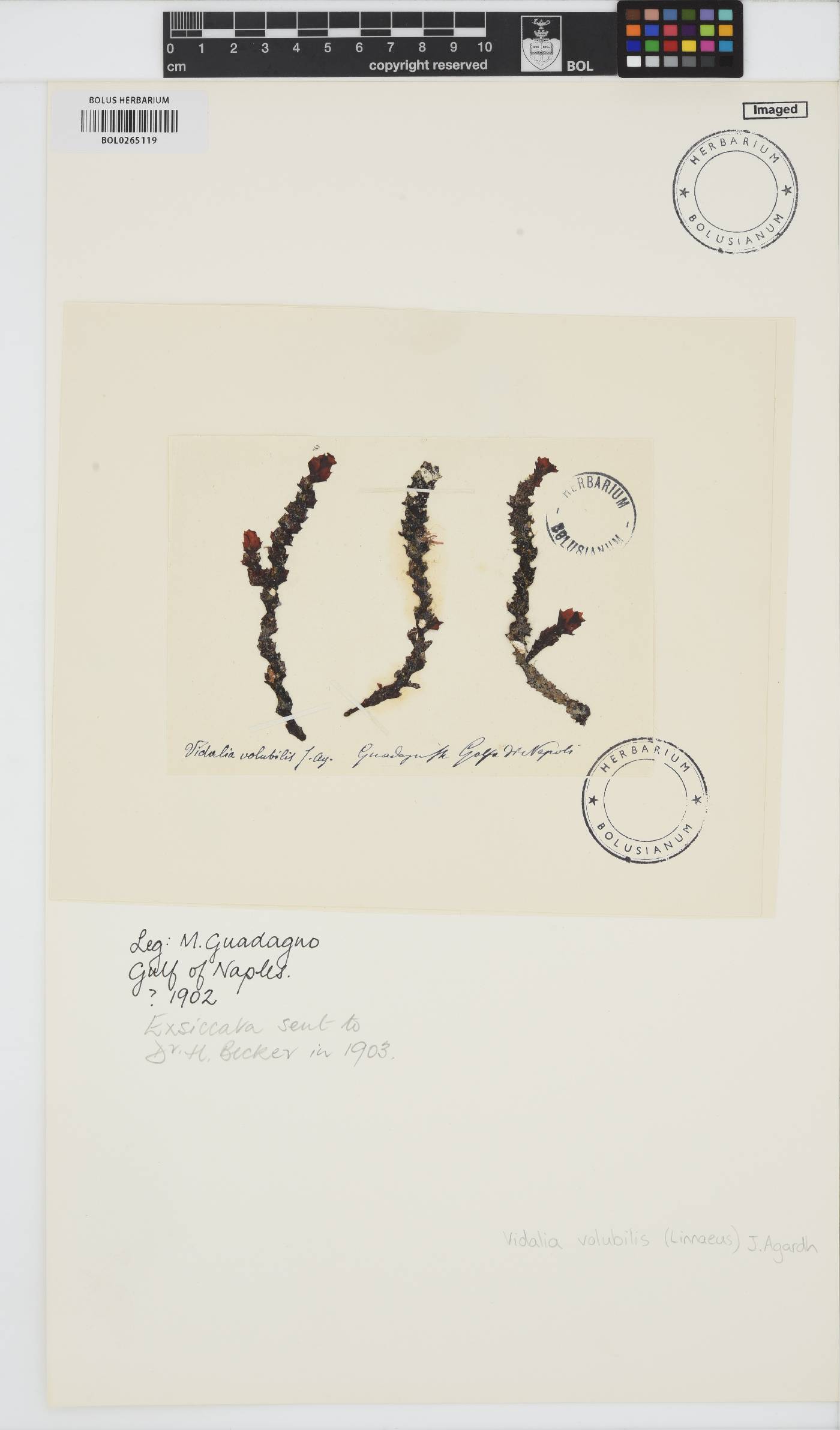Osmundaria volubilis image