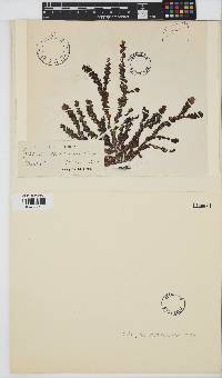 Osmundaria volubilis image