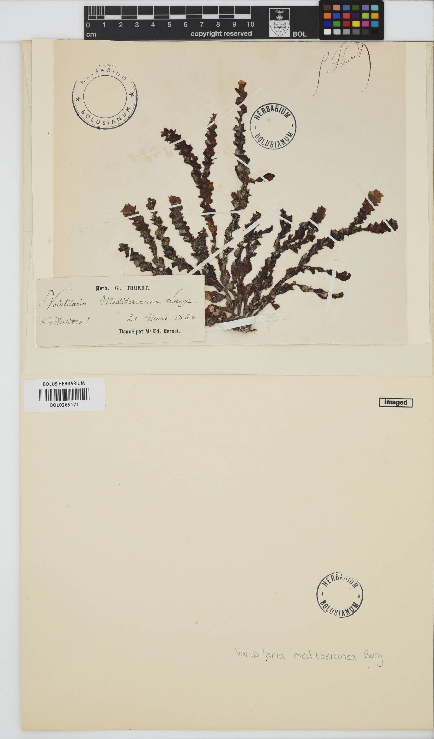 Osmundaria volubilis image