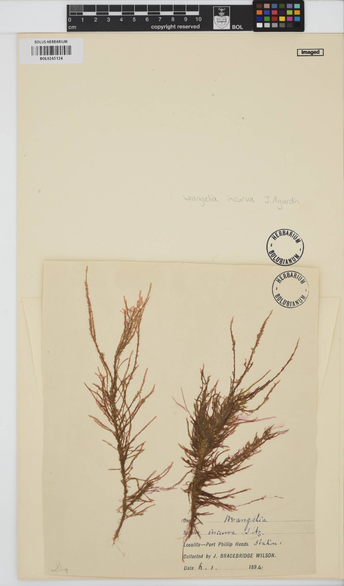 Wrangelia incurva image