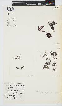 Wrangelia purpurifera image