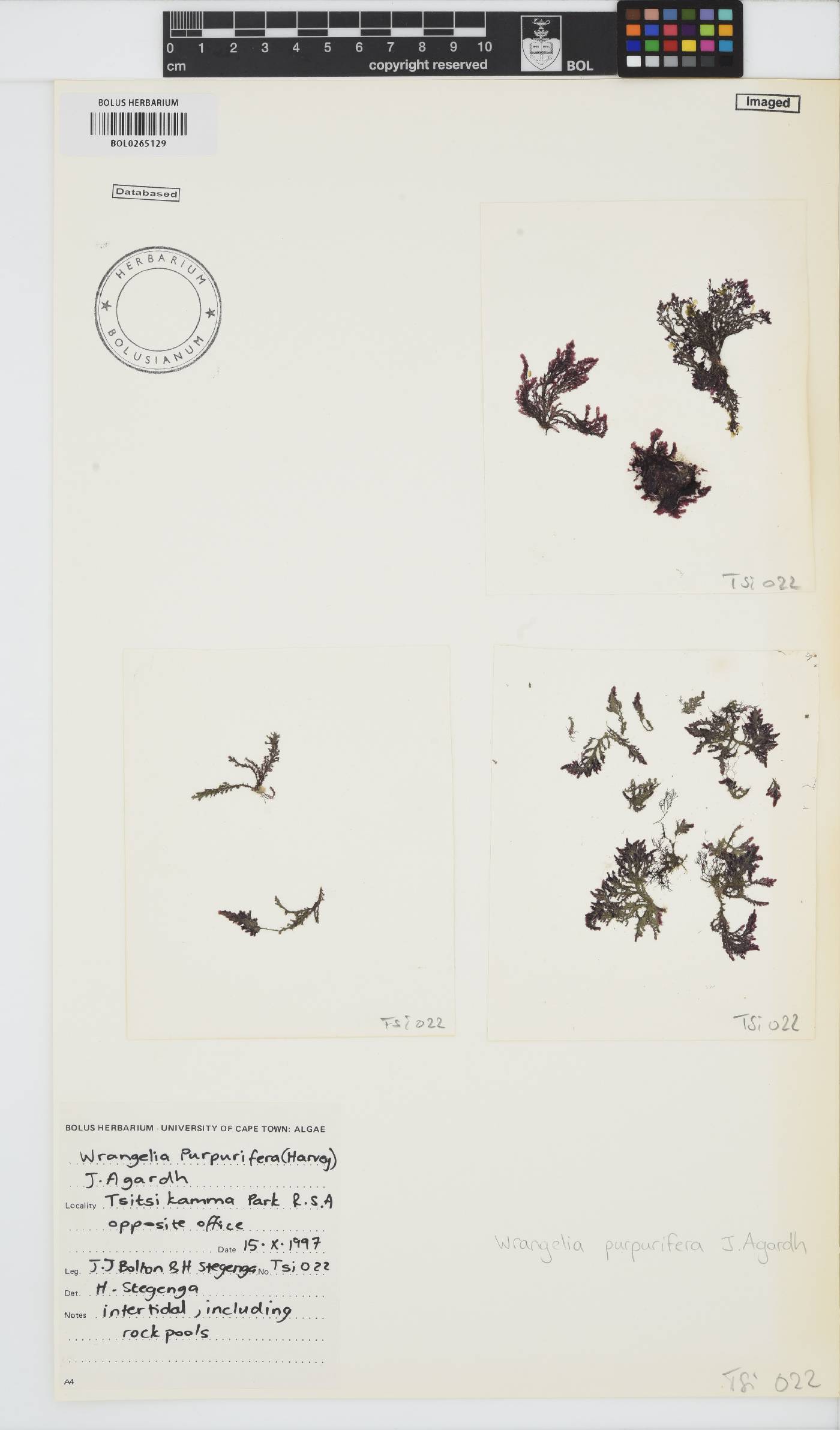 Wrangelia purpurifera image