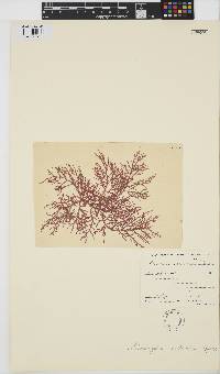 Image of Wrangelia velutina