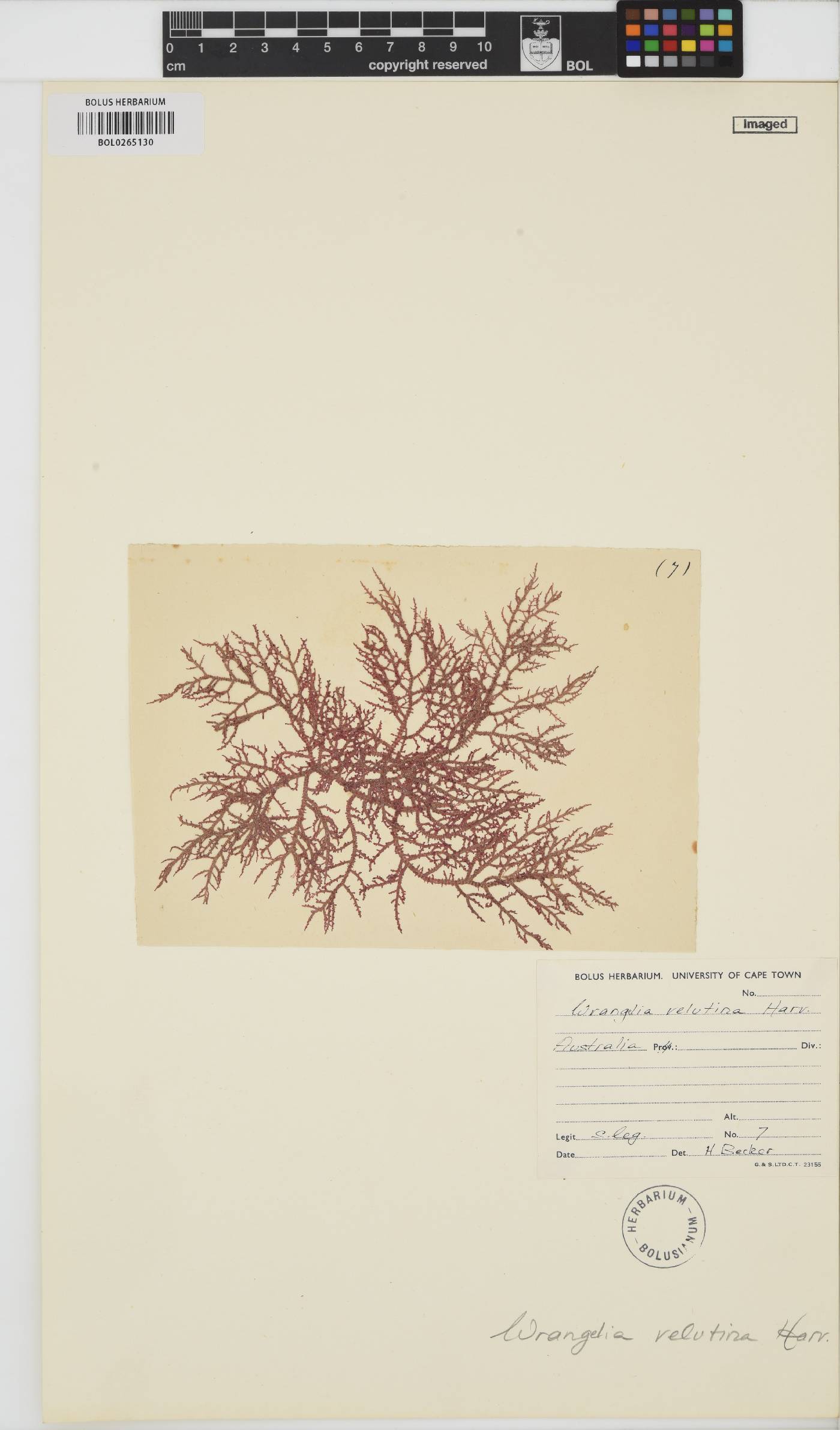 Wrangelia velutina image