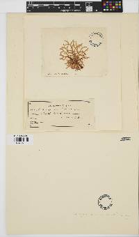 Wrangelia velutina image