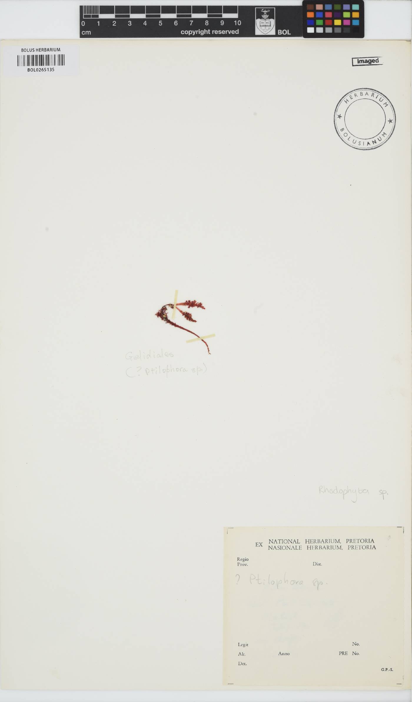 Rhodophyta incertae image