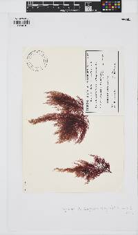 Image of Zymurgia chondriopsidea