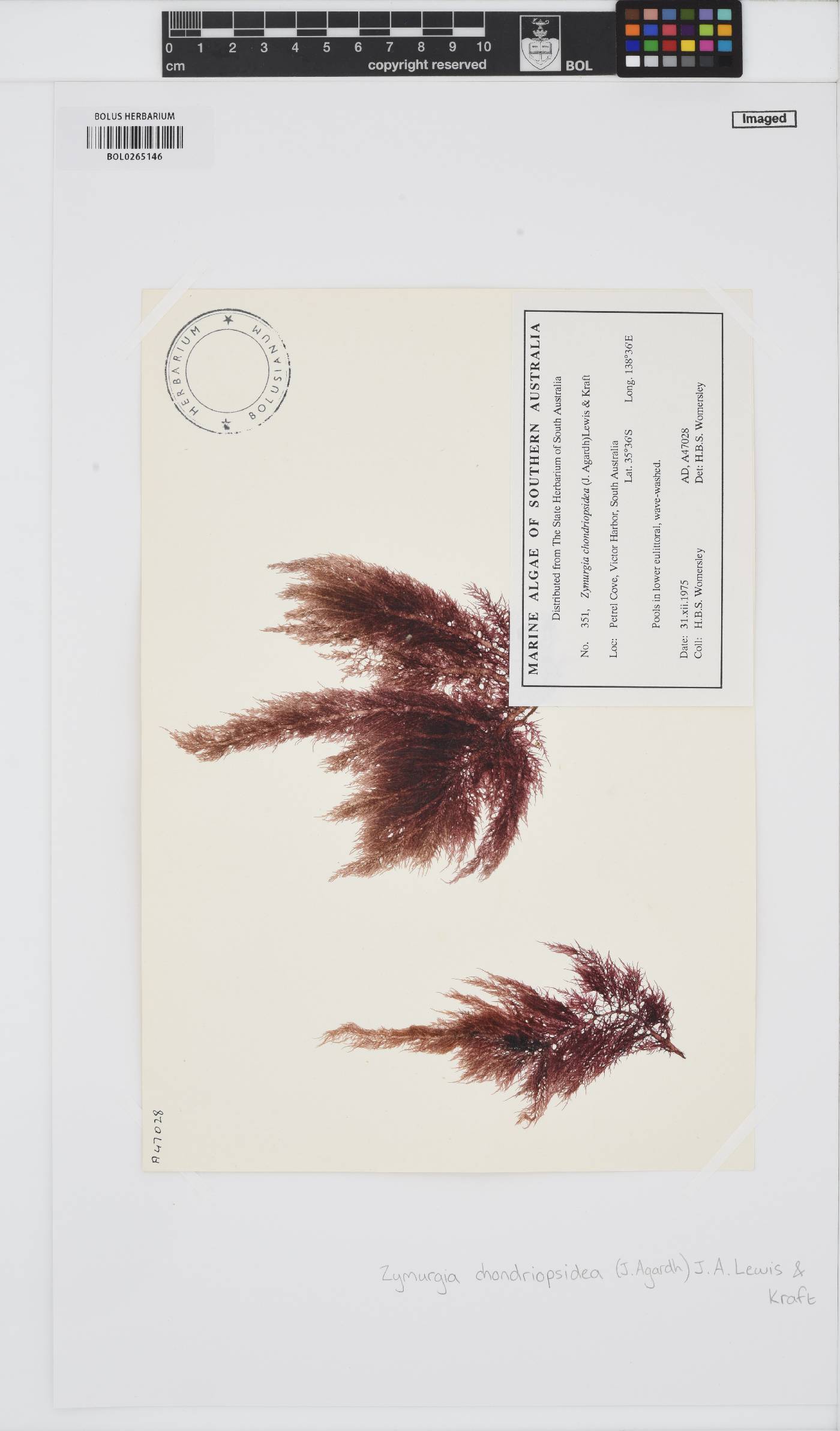 Zymurgia image