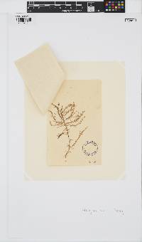 Shepleya wattsii image