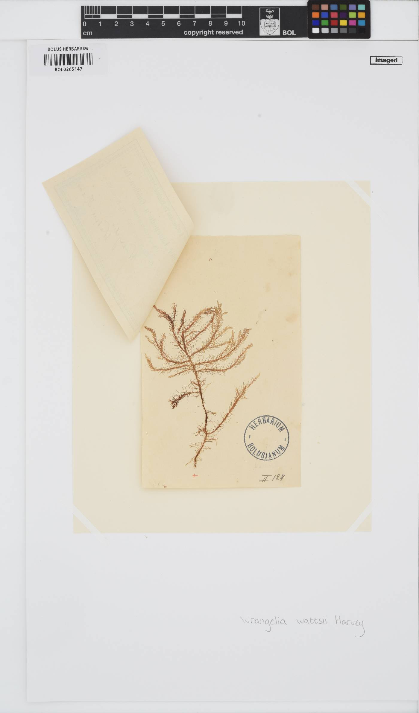 Shepleya wattsii image