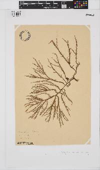 Shepleya wattsii image