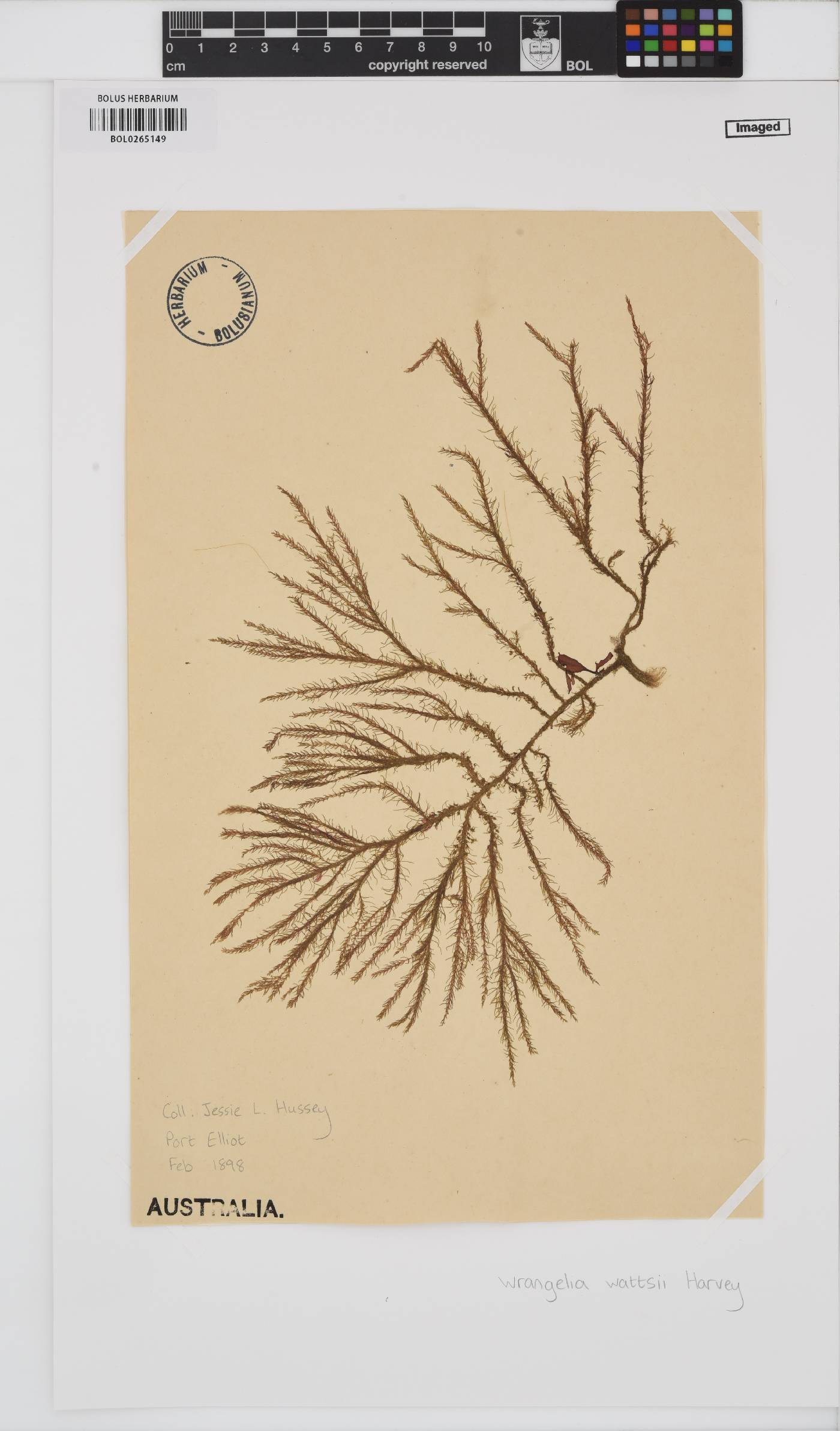 Shepleya wattsii image
