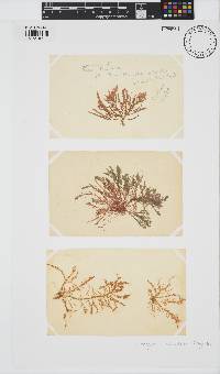Wrangelia purpurifera image