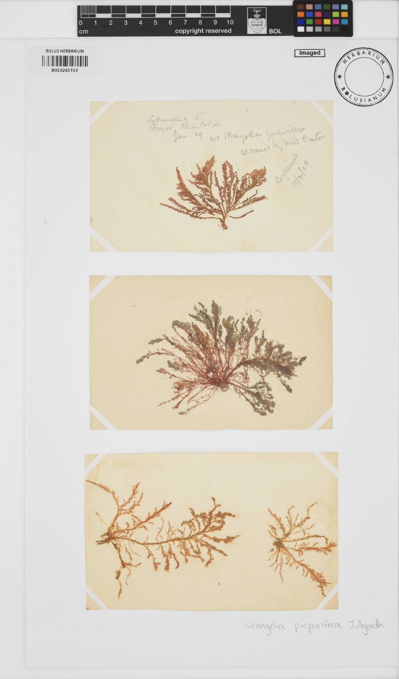 Wrangelia purpurifera image