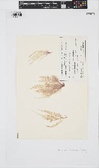 Image of Wrangelia plumosa