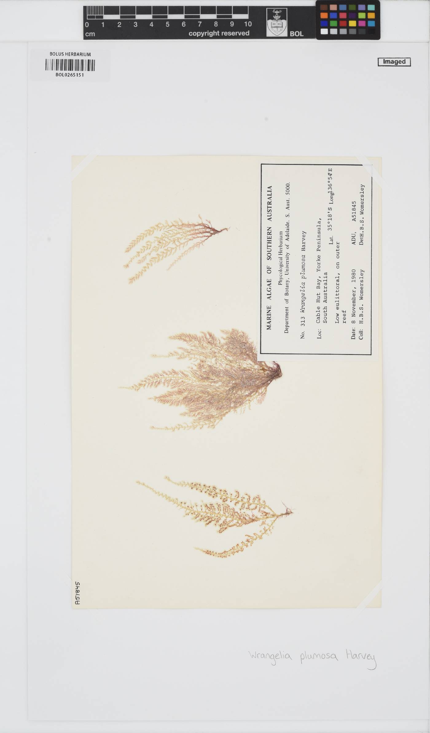 Wrangelia plumosa image