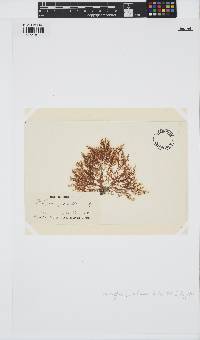 Wrangelia penicillata image