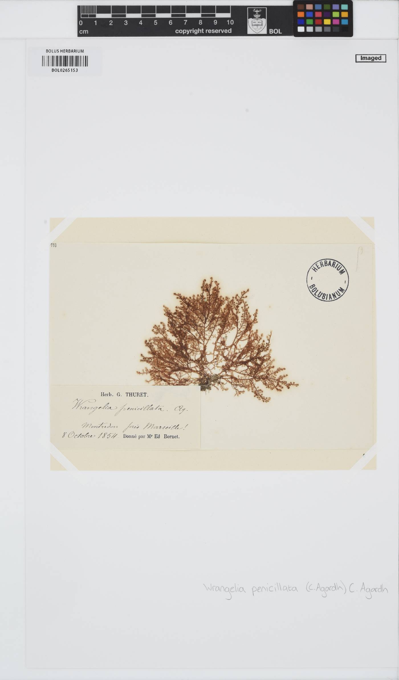 Wrangelia penicillata image