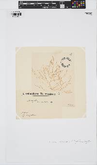 Wrangelia penicillata image