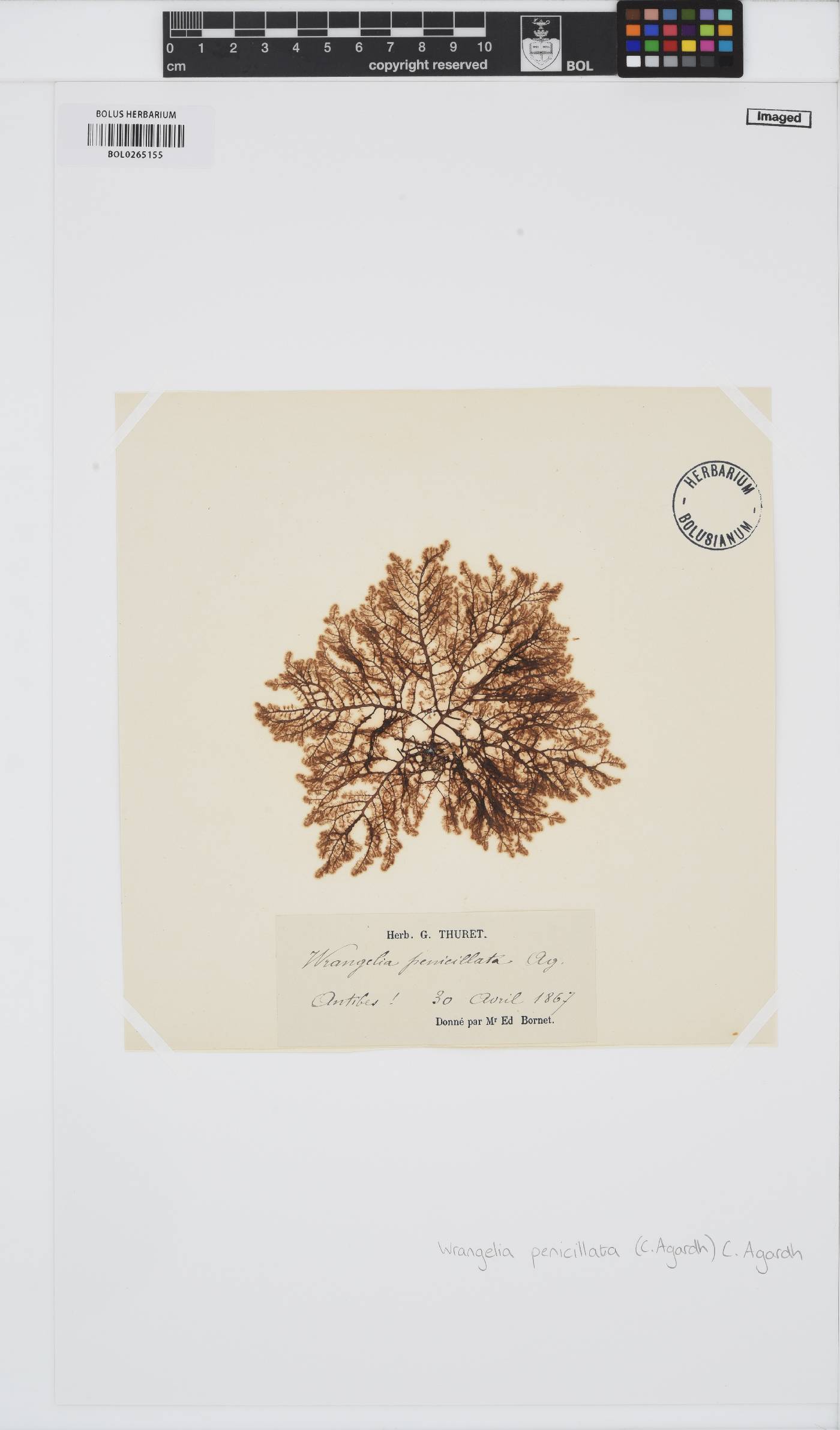 Wrangelia penicillata image