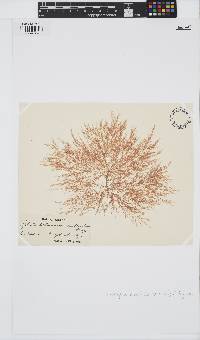 Sphondylothamnion multifidum image