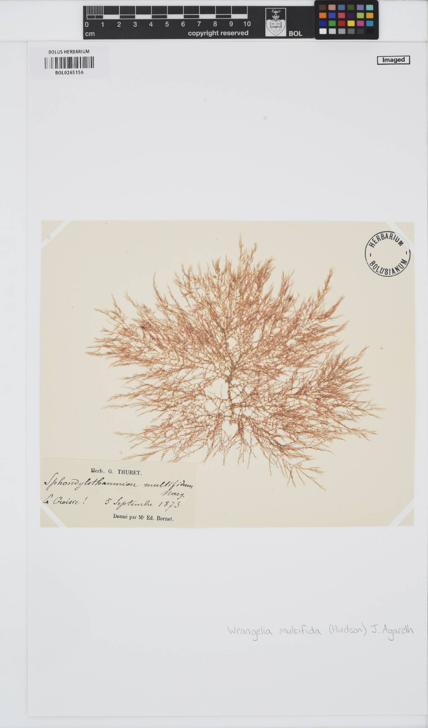 Sphondylothamnion multifidum image
