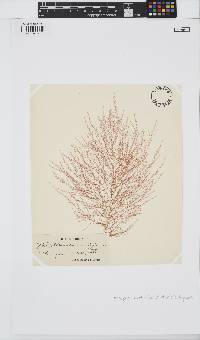 Sphondylothamnion multifidum image