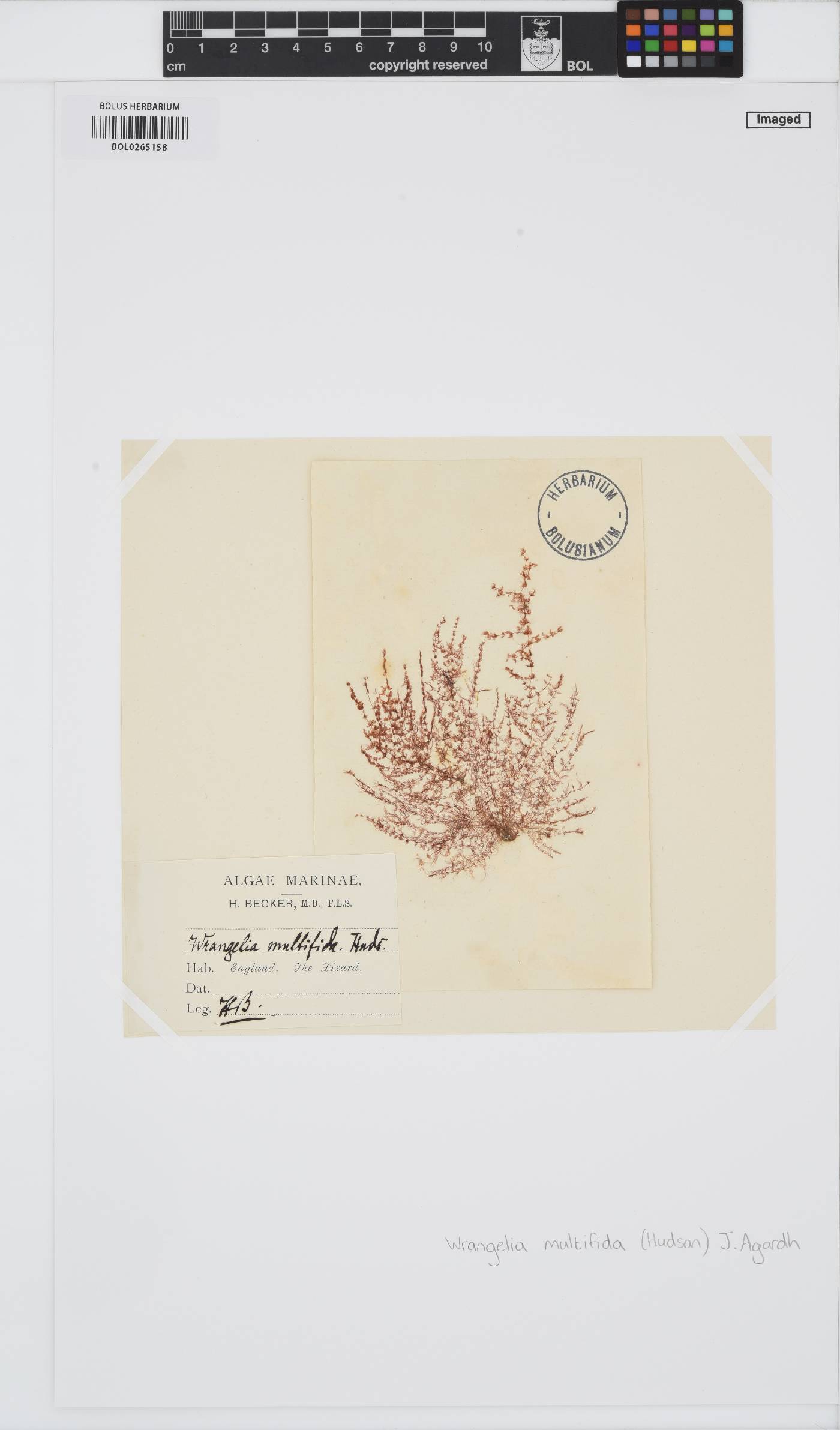 Sphondylothamnion image
