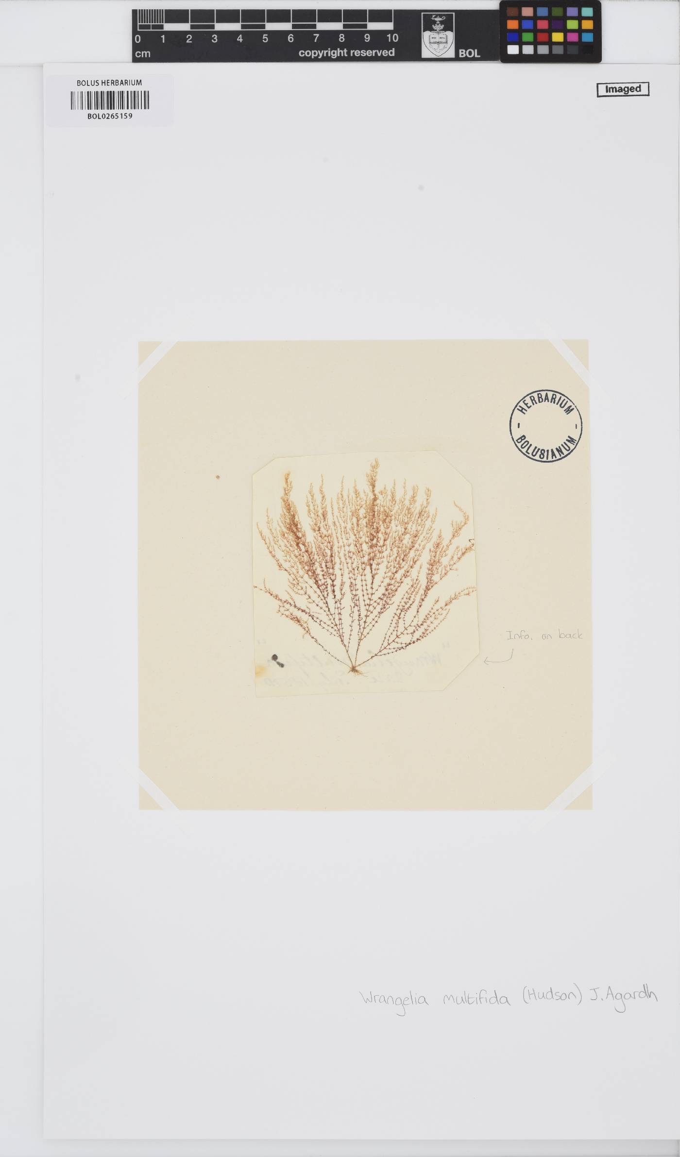 Sphondylothamnion multifidum image