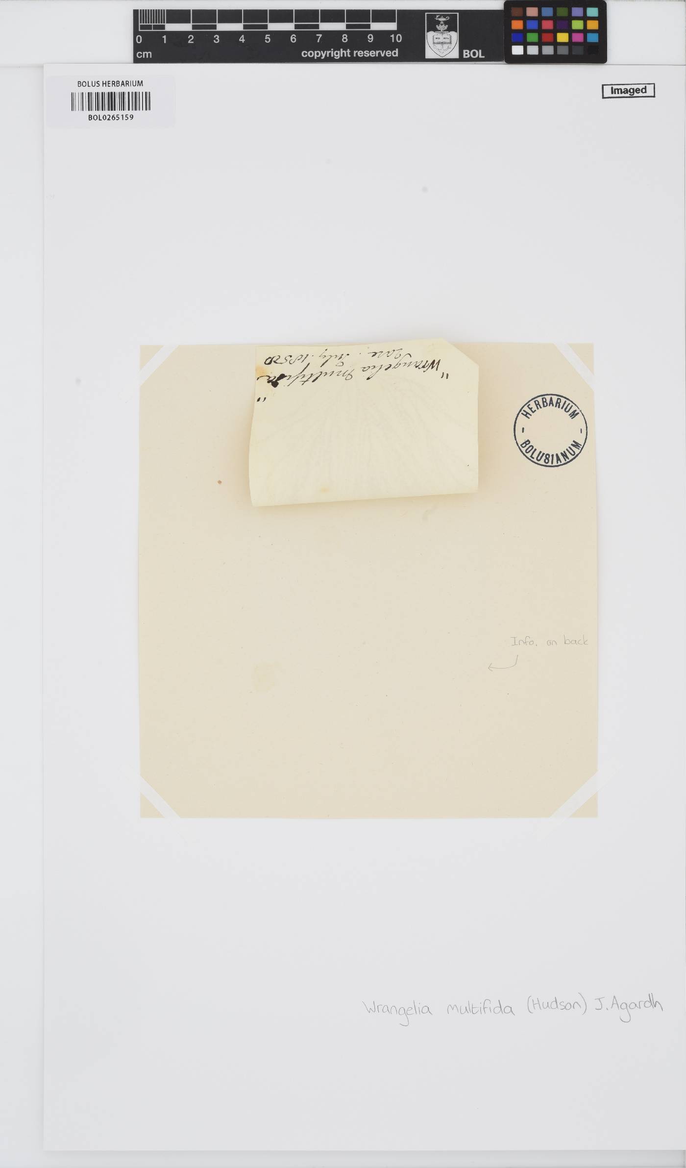 Sphondylothamnion image